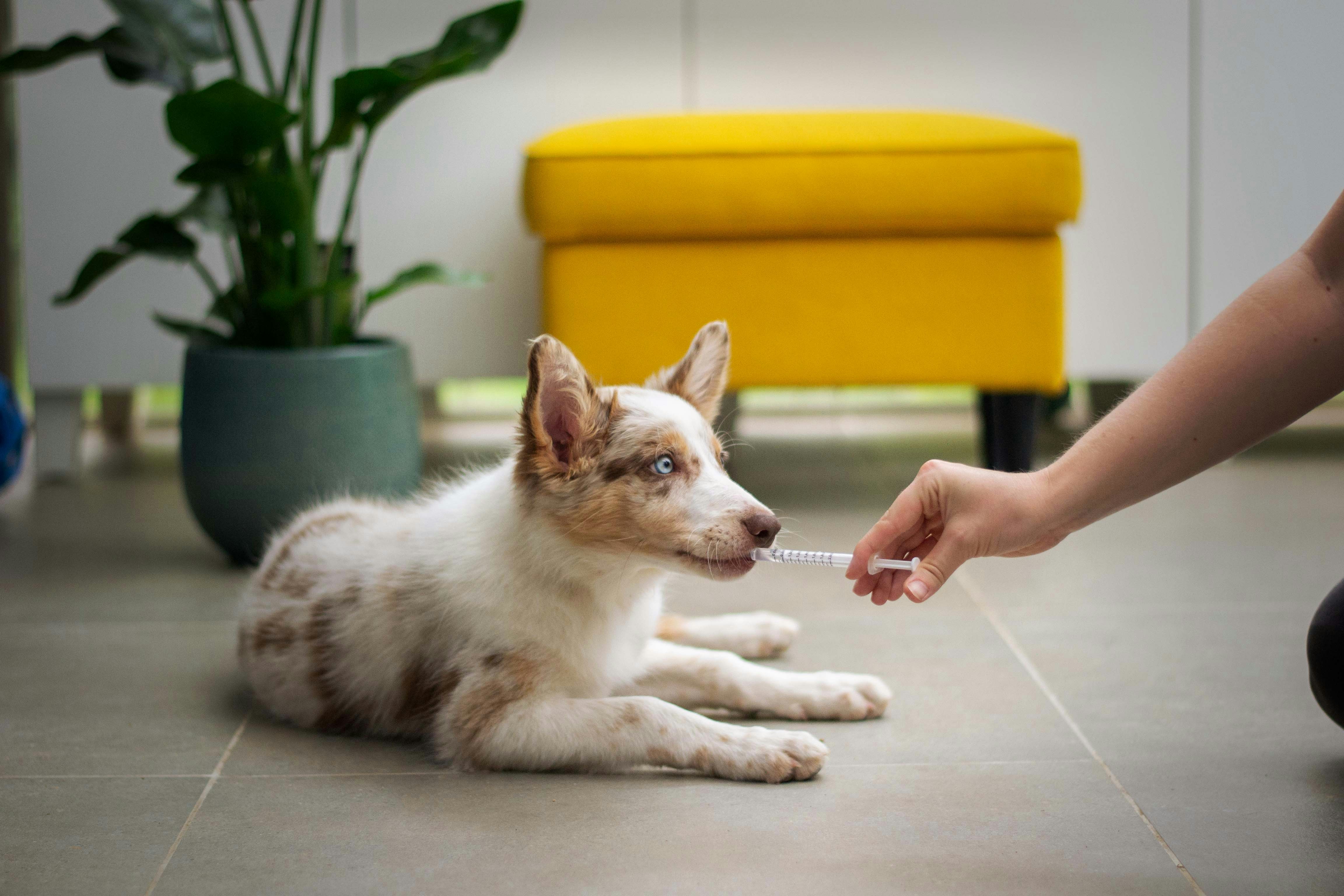 Veterinary cold chain packaging